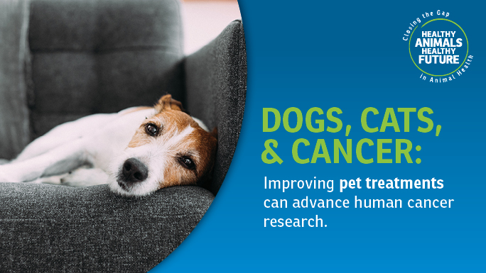 Understanding Cancer in Pets Can Help Human Cancer Research - ANIMAL HEALTH  INSTITUTE
