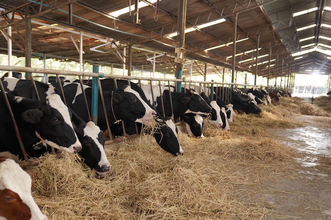 Shot of a herd of cows in an enclosure at a dairy farm